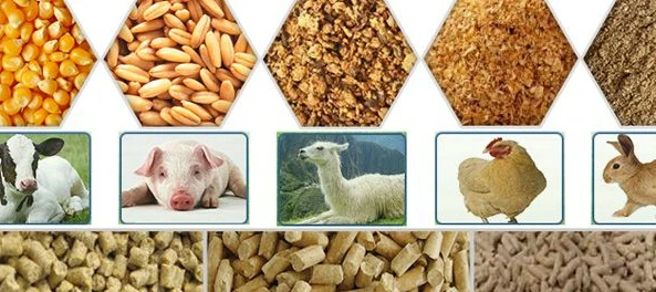Industrial Propanoic Acid 79-09-4 for Agricultural and Feed Applications Industrial Propanoic Acid 79-09-4 for Agricultural and Feed Applications